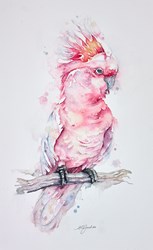 Crest Up- Pink Cockatoo by Amanda Gordon - Original on Paper sized 12x20 inches. Available from Whitewall Galleries